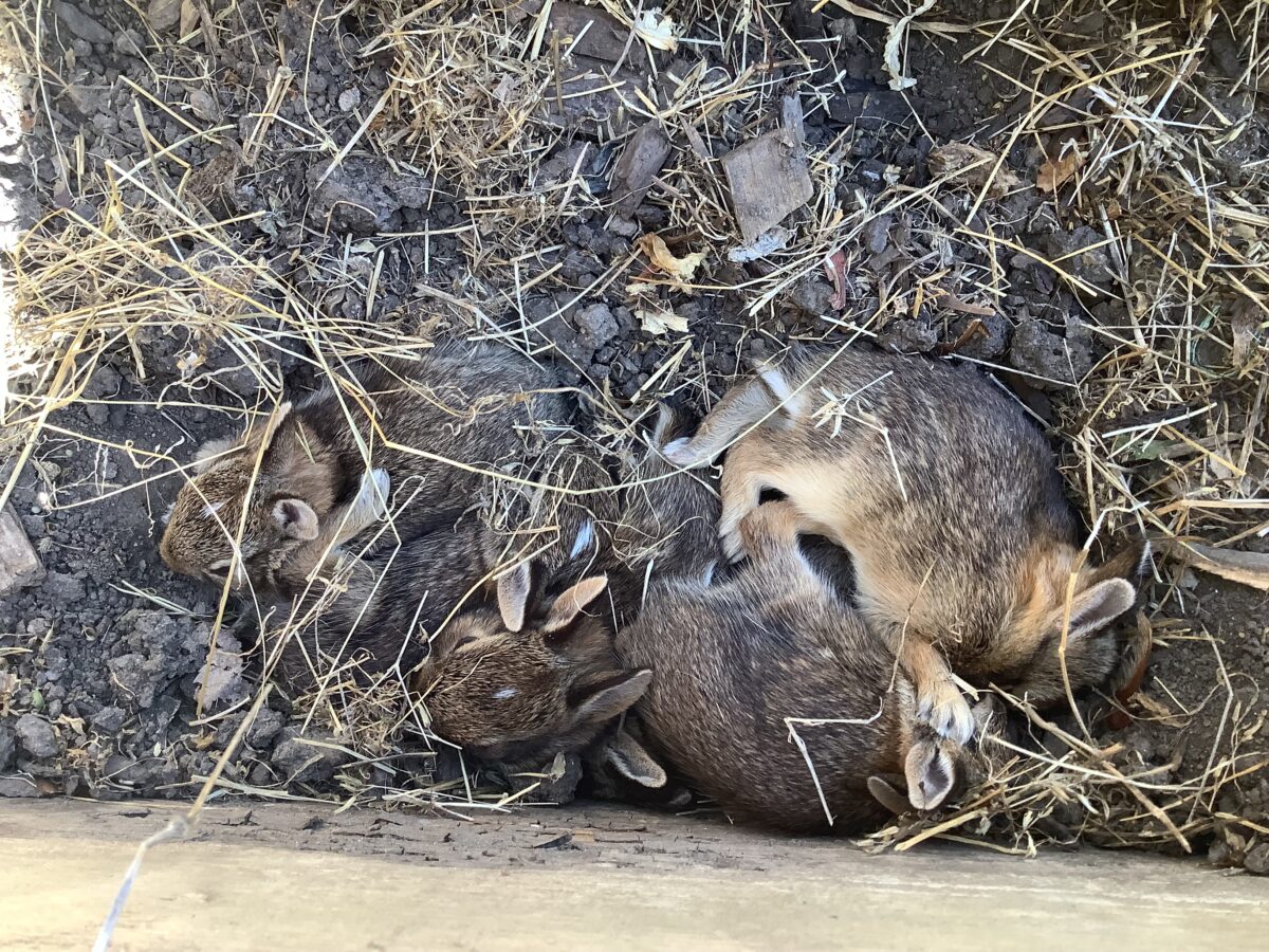 Bunnies were uncovered during a ground clearing in Environmental Science class.